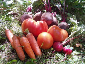 Maple Hill Garden