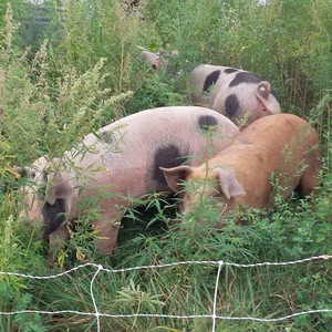 Templewood Farm