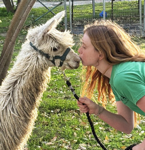 Alpacas at Windy Hill