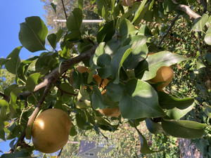 Gizzard Creek Farm