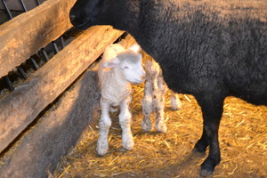 Rockin' Sheep Farm