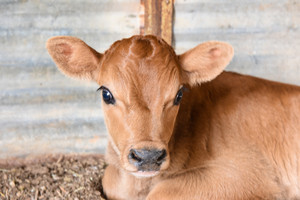 BLP Farm