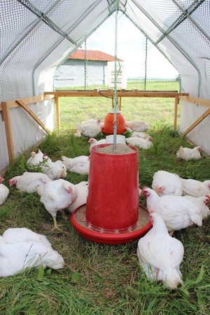 Chapultepec Farm