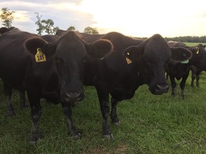 Esneul Farms