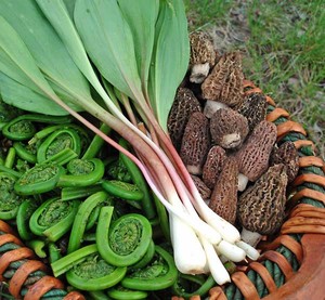 NMWF: Northern MI Wildcrafting & Foraging
