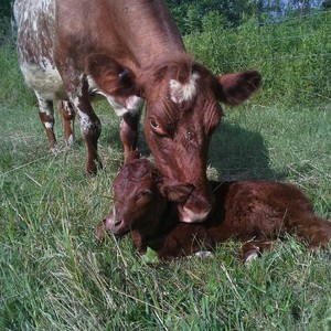 Motts Mapleton Farm LLC