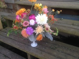 Windy Acres Flower Farm