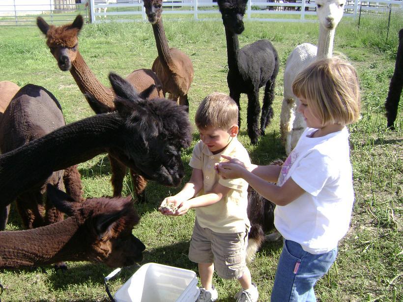 Woodsview Alpaca Farm LocalHarvest