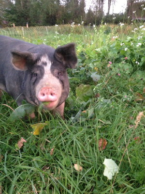 Hogstead
