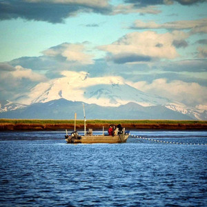 Sterling Wild Salmon