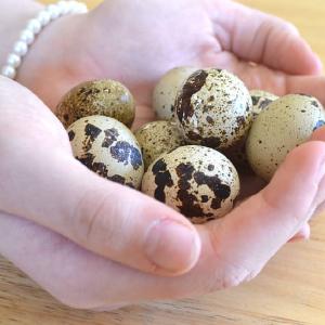 Quirky Quail