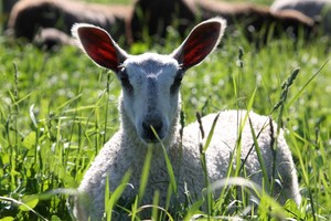 BlueLand Farm