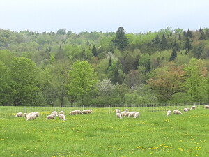 MKVT Farm