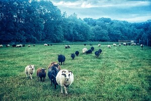 Firefly Hollow Farm