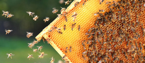 Heritage Bee & Honey Farm