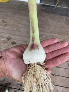 Moe Better Farms