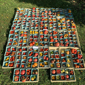 Rainbow Tomatoes Garden & Sunflour Bakery