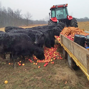 Wandering Steer Cattle, LLC
