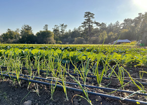 Santa Cruz Permaculture Farm