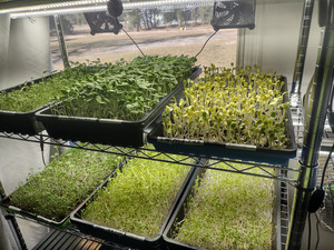 Dukes Microgreens