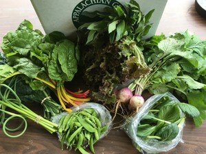 Full Moon Farm