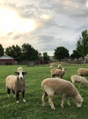 Left Hand Wool Company