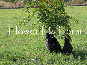 Flower Fly Farm