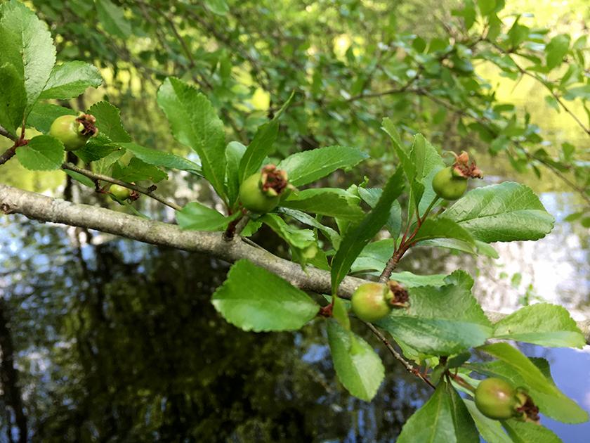 Mayhaw Berries 2016 April 23 Golden Acres Ranch Florida