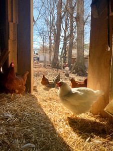 Living Water Farm