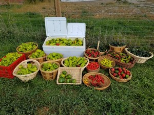 Immunity Farms