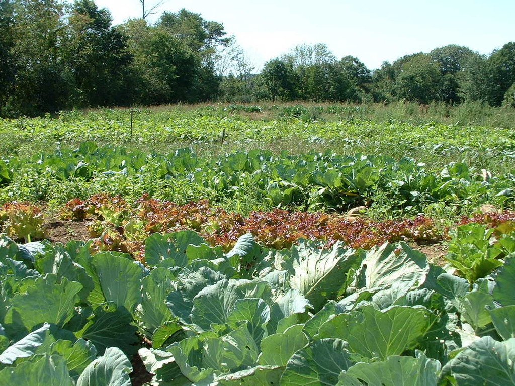 Heavens Harvest Farm - LocalHarvest