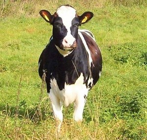 The Grass Fed Company