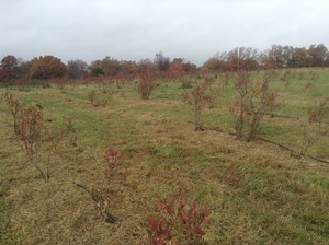 Rocky Top Berryfarm