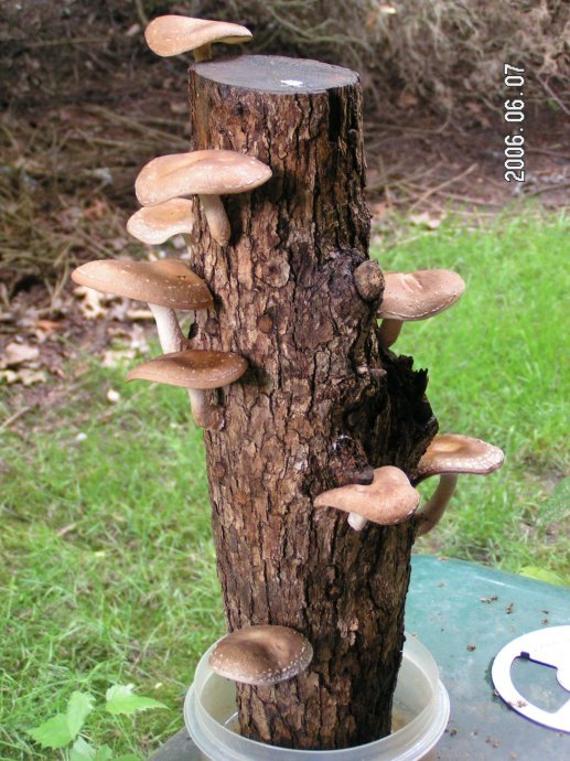 Shitake Mushrooms — Taylor Hood Farms