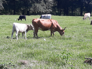 El trigal Ranch