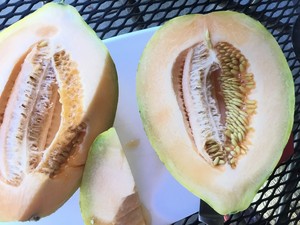 Crane Melon