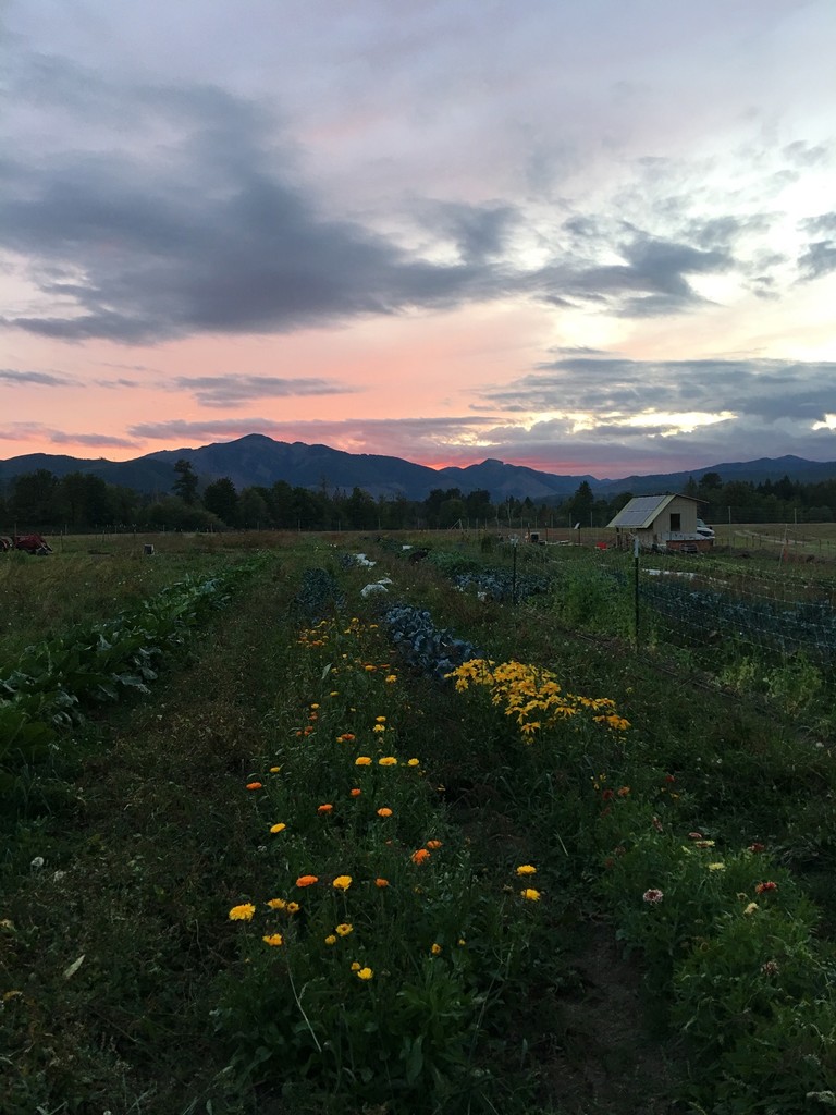 Skokomish Valley Farms - LocalHarvest