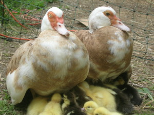 Bird Briar Farm