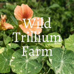 Wild Trillium Farm