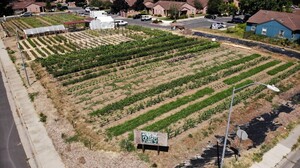 WeGrow Urban Farm