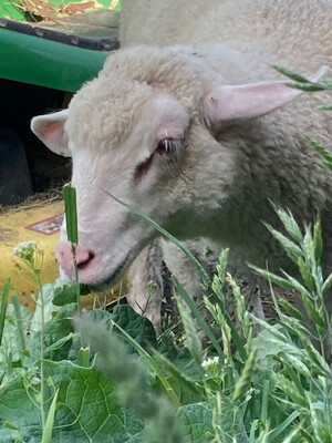 S&S Lamb, LLC