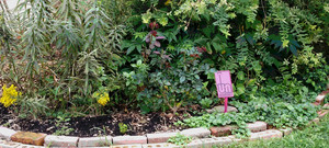 UnAbandoned Gardens