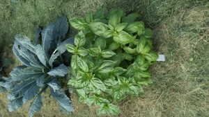 Eden's Harvest Farm