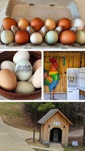 Drip Spring Hollow Farm