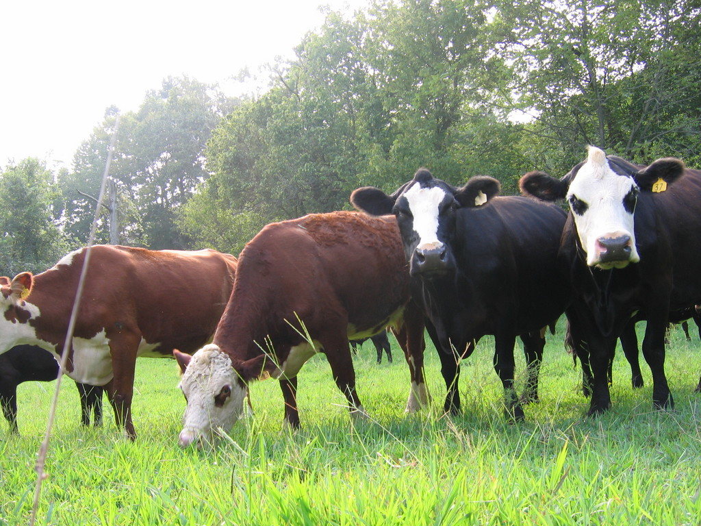 Lick Creek Beef--J Buchheit Farm - LocalHarvest