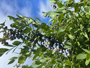 Roebuck Blues Blueberries