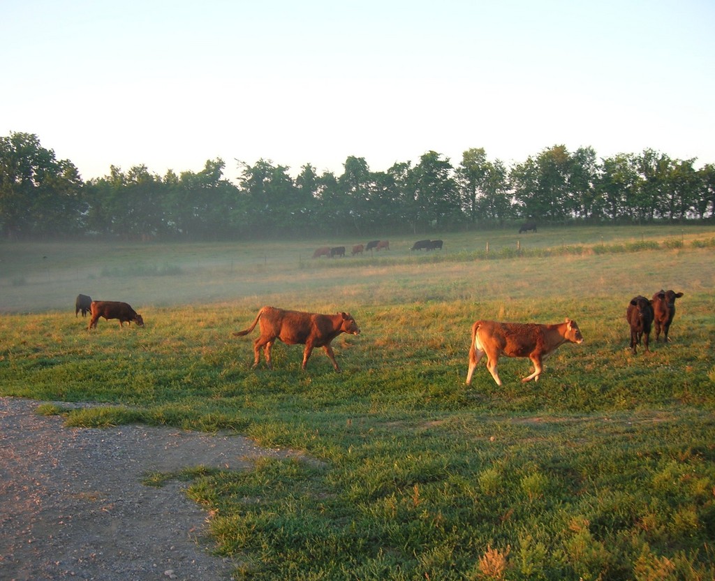 Walnut Hills Farm - LocalHarvest