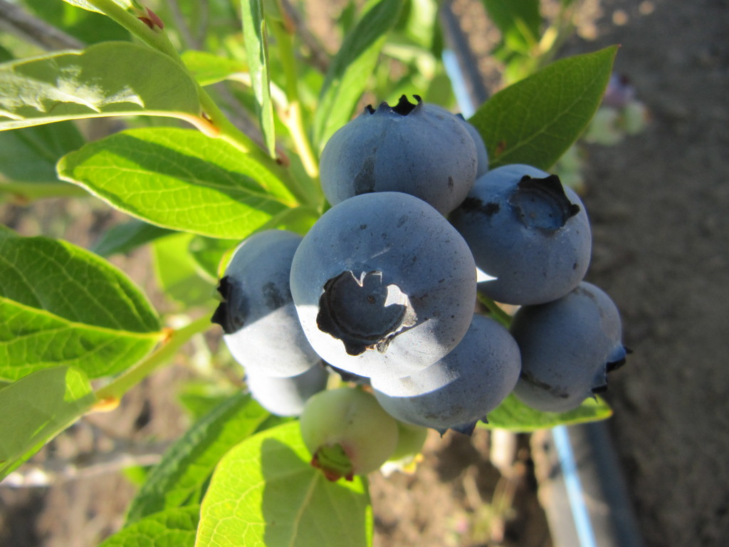 Willow Wind Organic Farm - LocalHarvest