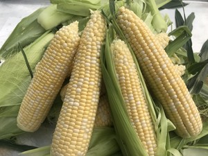 KiDZ Corn