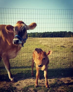 Amaris Farms